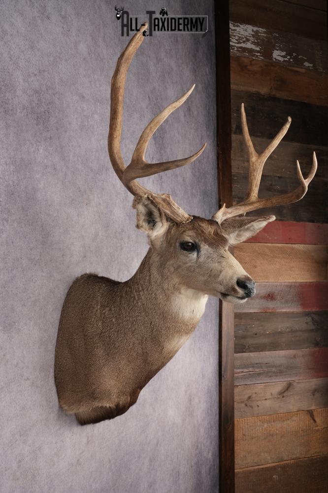 Mule Deer Shoulder Mount SKU 2898 - Image 5