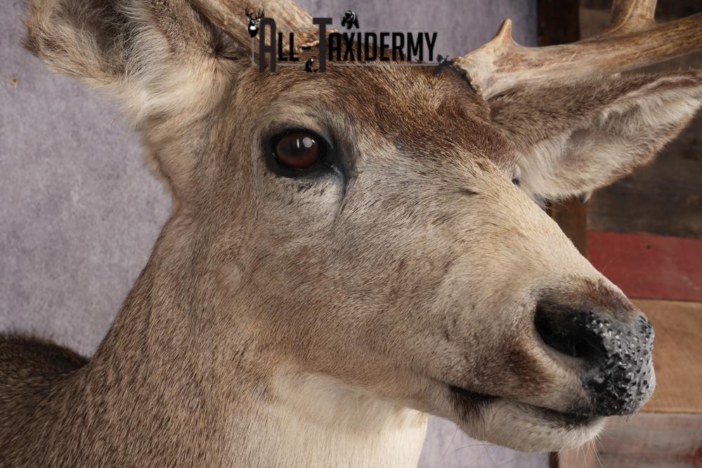 Mule Deer Shoulder Mount SKU 2898 - Image 4