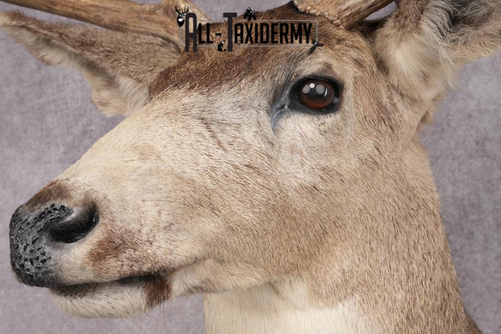 Mule Deer Shoulder Mount SKU 2898 - Image 3