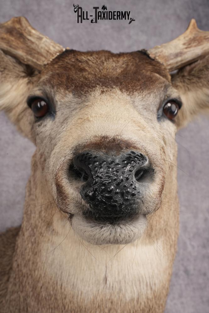 Mule Deer Shoulder Mount SKU 2898 - Image 2