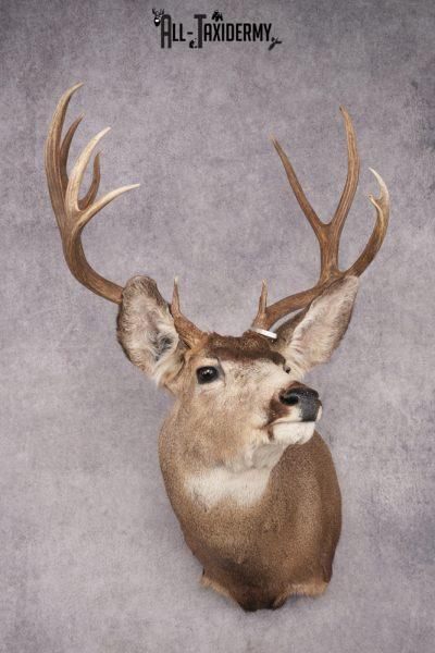 Nebraska Mule Deer Shoulder Mount SKU 2853