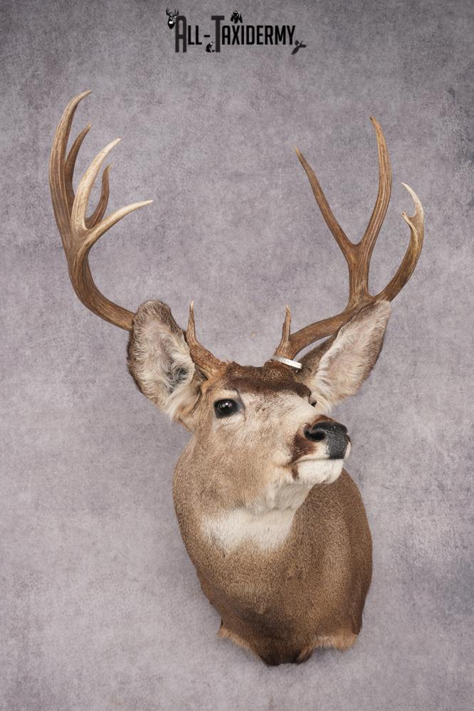 Nebraska Mule Deer Shoulder Mount SKU 2853