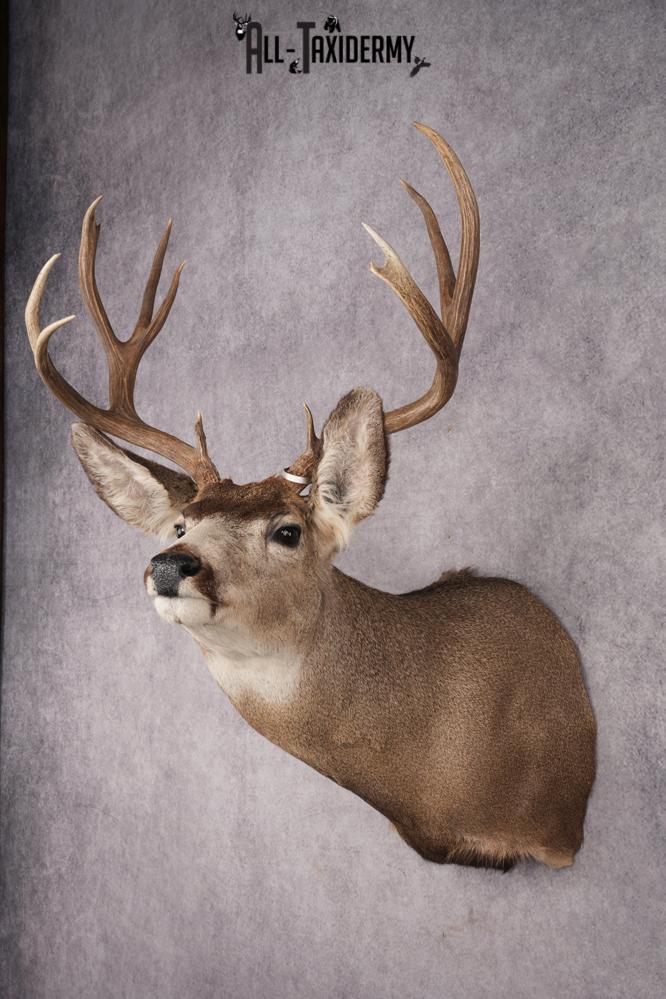 Nebraska Mule Deer Shoulder Mount SKU 2853 - Image 8