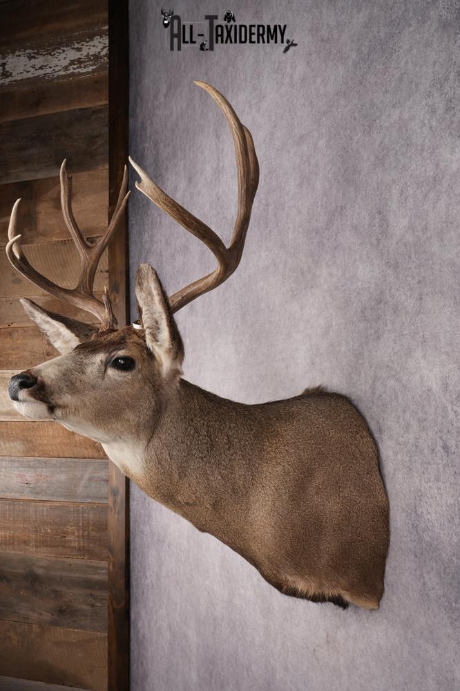 Nebraska Mule Deer Shoulder Mount SKU 2853 - Image 7