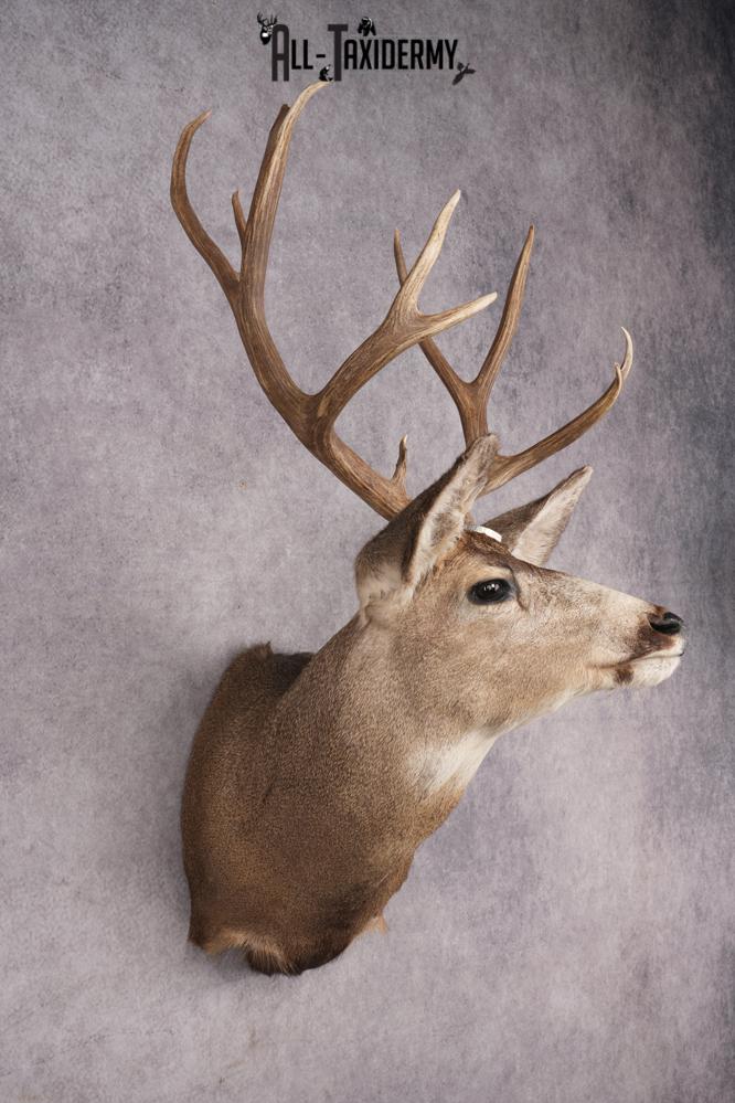 Nebraska Mule Deer Shoulder Mount SKU 2853 - Image 6