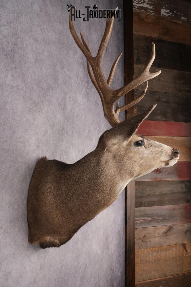 Mule Deer Shoulder Mount