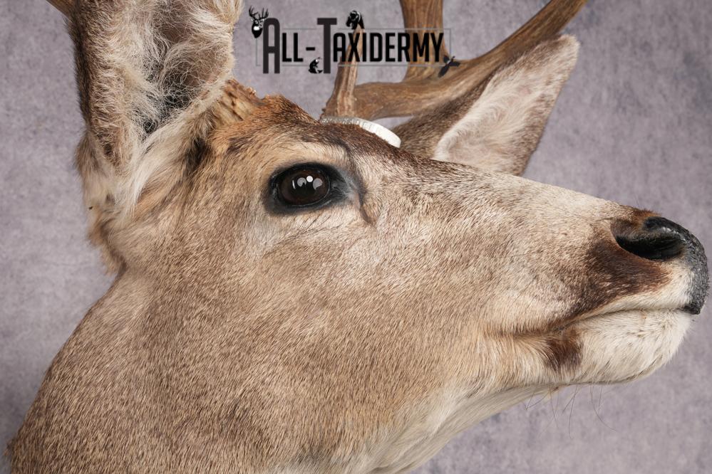 Nebraska Mule Deer Shoulder Mount SKU 2853 - Image 4
