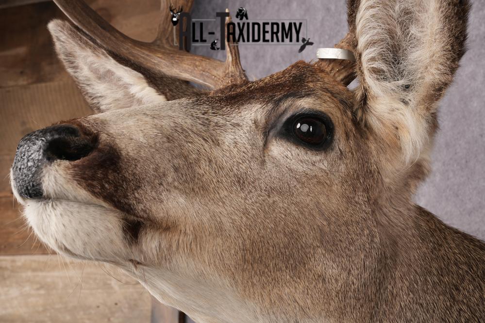 Nebraska Mule Deer Shoulder Mount SKU 2853 - Image 3