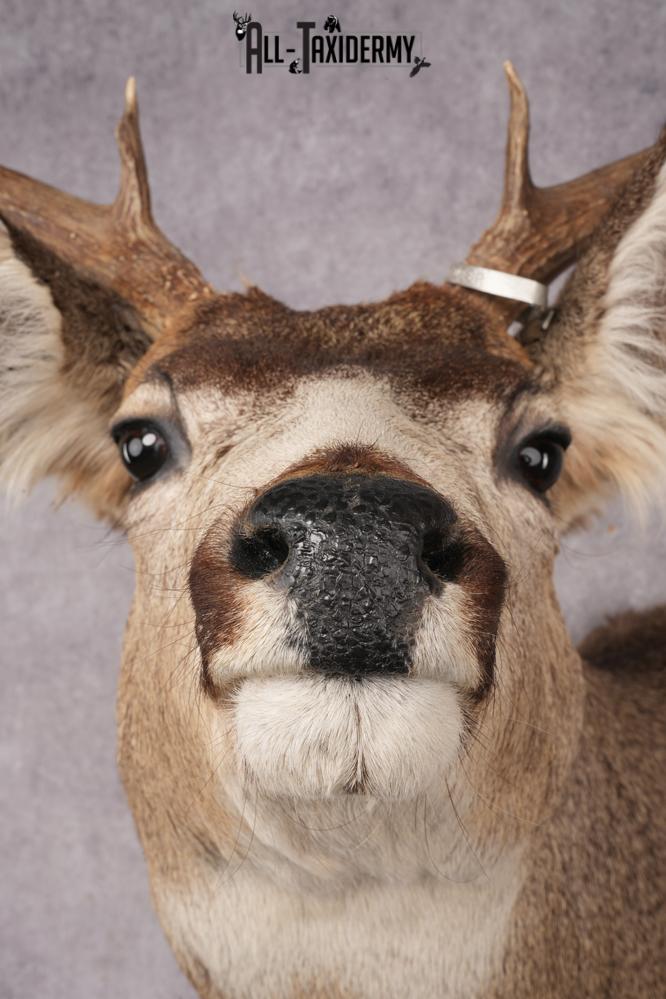 Nebraska Mule Deer Shoulder Mount SKU 2853 - Image 2