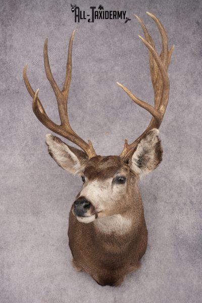 Mule Deer Taxidermy Shoulder Mount SKU 2886