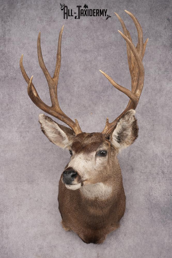Mule Deer Taxidermy Shoulder Mount SKU 2886