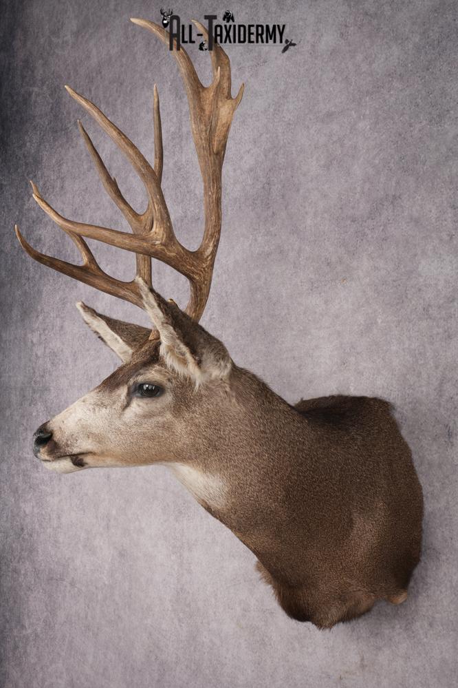 Mule Deer Taxidermy Shoulder Mount SKU 2886 - Image 8