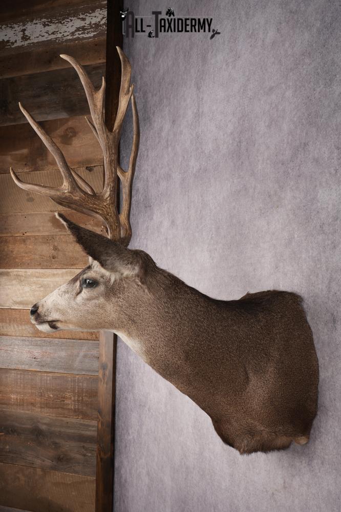 Mule Deer Taxidermy Shoulder Mount SKU 2886 - Image 7