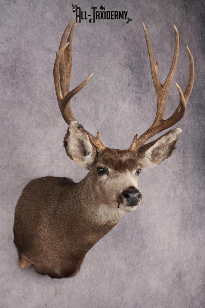 Mule Deer Taxidermy Shoulder Mount SKU 2886 - Image 6
