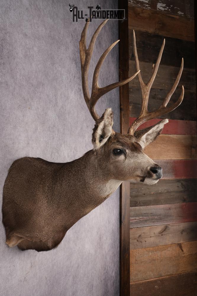Mule Deer Taxidermy Shoulder Mount SKU 2886 - Image 5