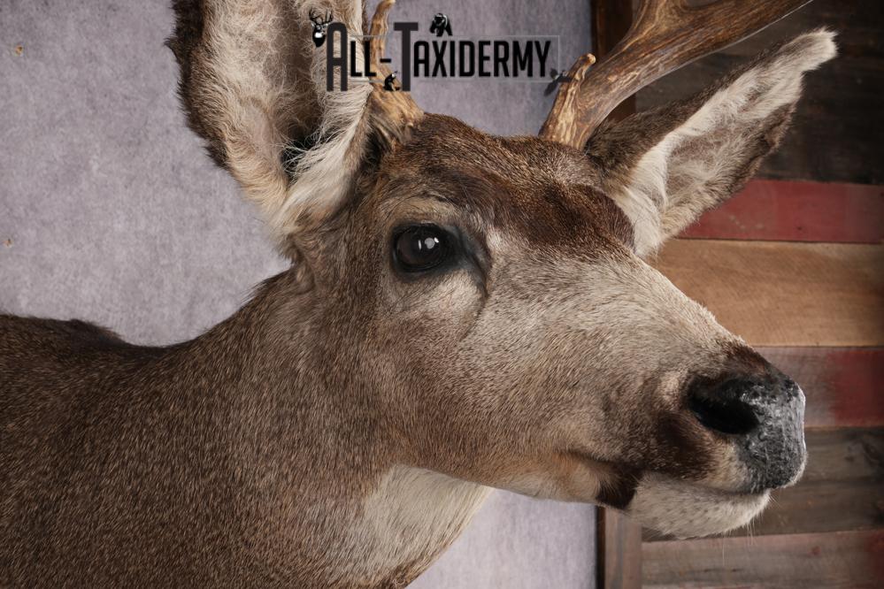 Mule Deer Taxidermy Shoulder Mount SKU 2886 - Image 4