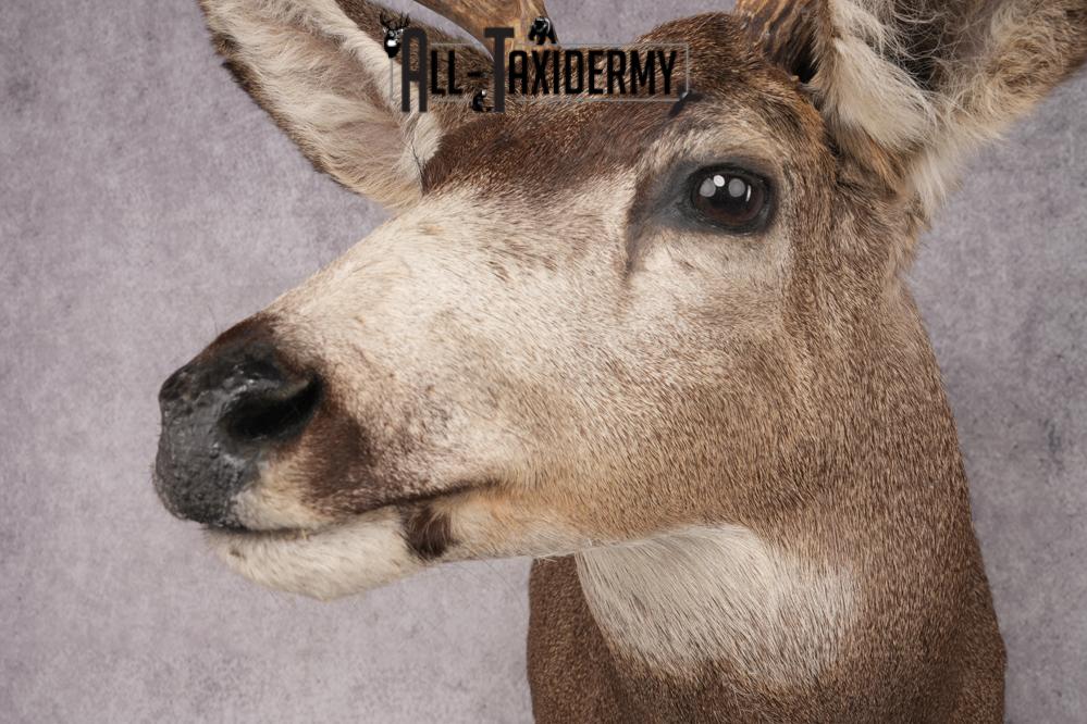 Mule Deer Taxidermy Shoulder Mount SKU 2886 - Image 3