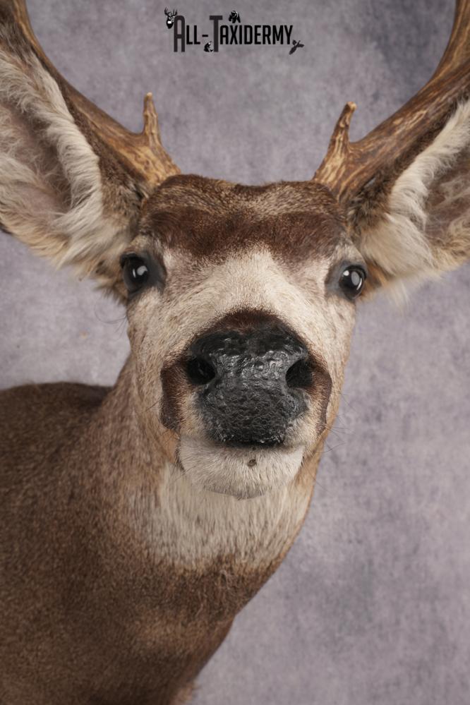 Mule Deer Taxidermy Shoulder Mount SKU 2886 - Image 2