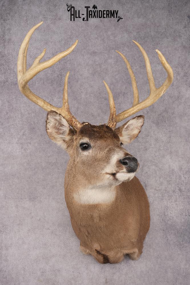 Whitetail Deer Shoulder Mount SKU 2896 - Image 9
