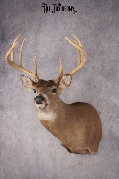 Whitetail Deer Shoulder Mount SKU 2896