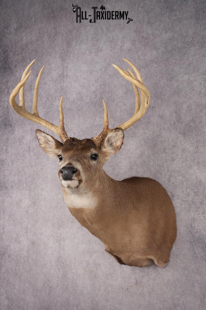 Whitetail Deer Shoulder Mount SKU 2896