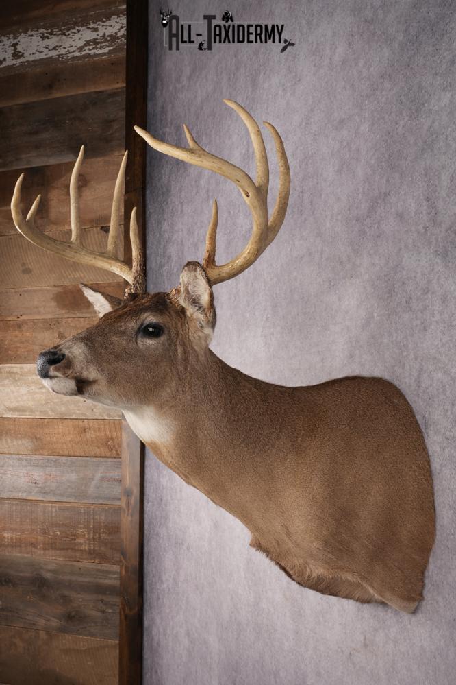 Whitetail Deer Shoulder Mount SKU 2896 - Image 7