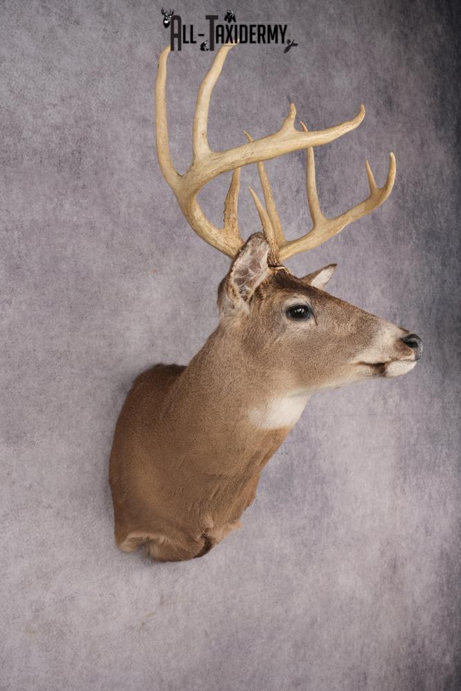 Whitetail Deer Shoulder Mount SKU 2896 - Image 6
