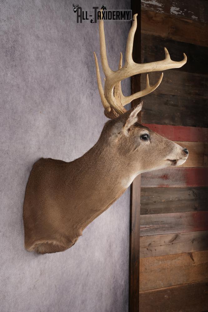 Whitetail Deer Shoulder Mount SKU 2896 - Image 5