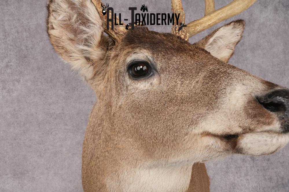 Whitetail Deer Shoulder Mount SKU 2896 - Image 4