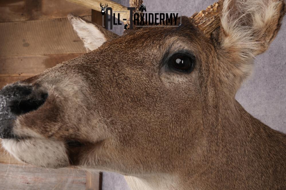 Whitetail Deer Shoulder Mount SKU 2896 - Image 3