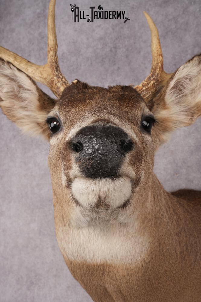 Whitetail Deer Shoulder Mount SKU 2896 - Image 2