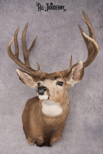 Mule Deer Shoulder Mount SKU 2902