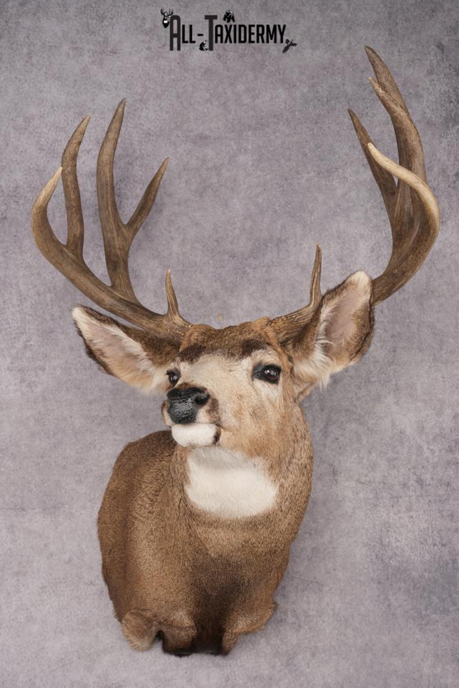 Mule Deer Shoulder Mount SKU 2902
