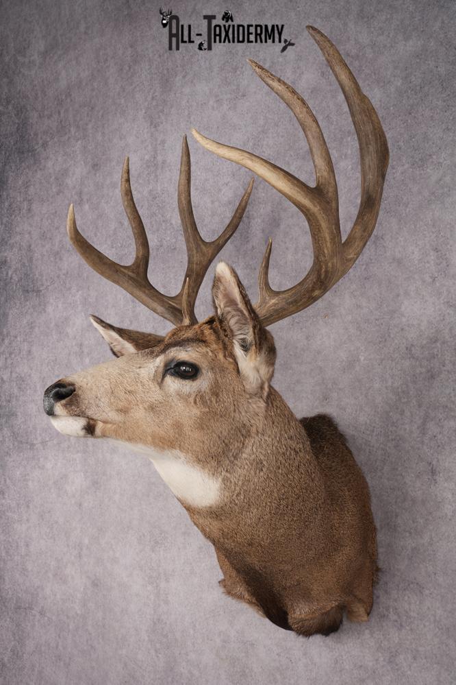 Mule Deer Shoulder Mount SKU 2902 - Image 8