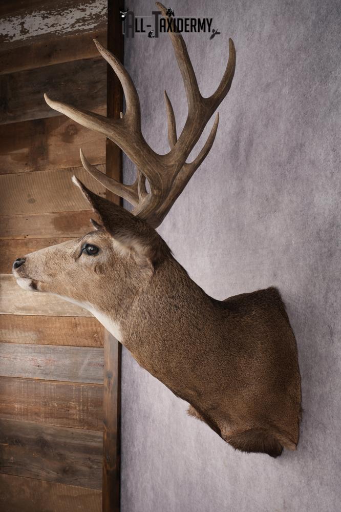 Mule Deer Shoulder Mount SKU 2902 - Image 7