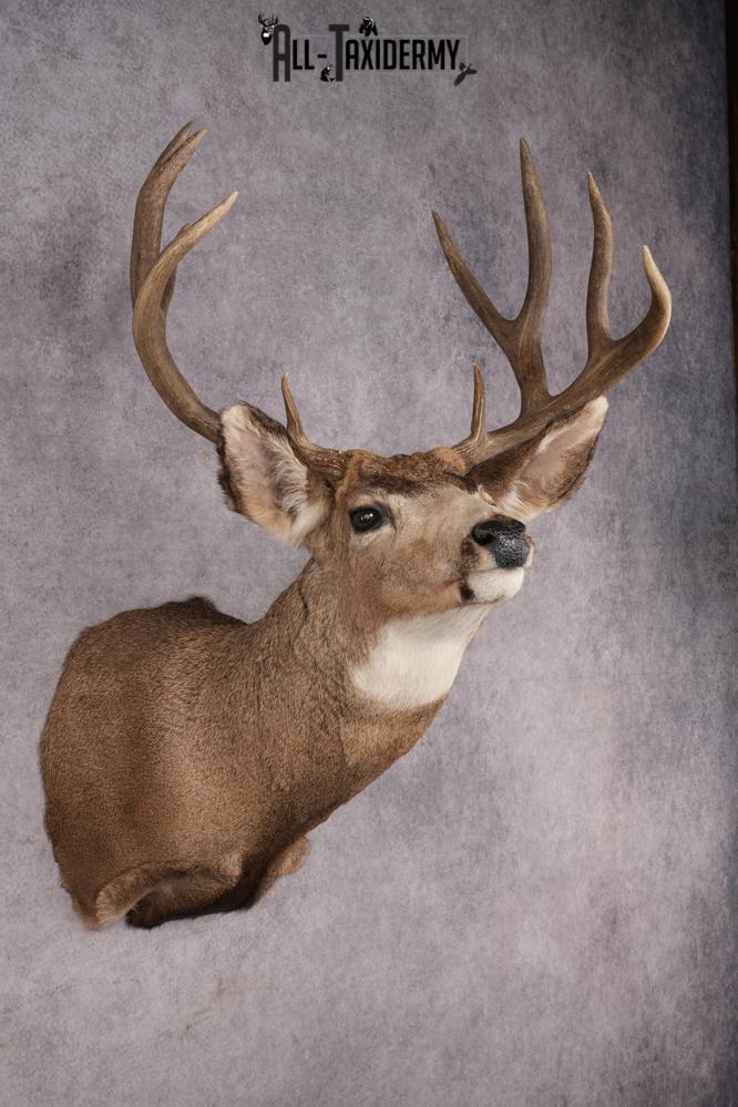 Mule Deer Shoulder Mount SKU 2902 - Image 6