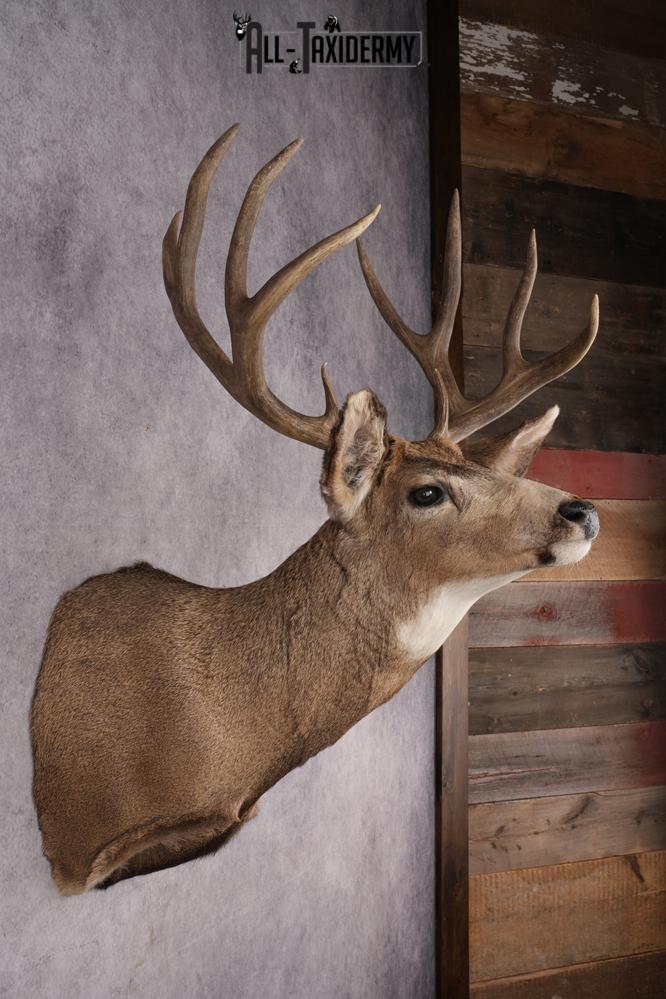 Mule Deer Shoulder Mount SKU 2902 - Image 5