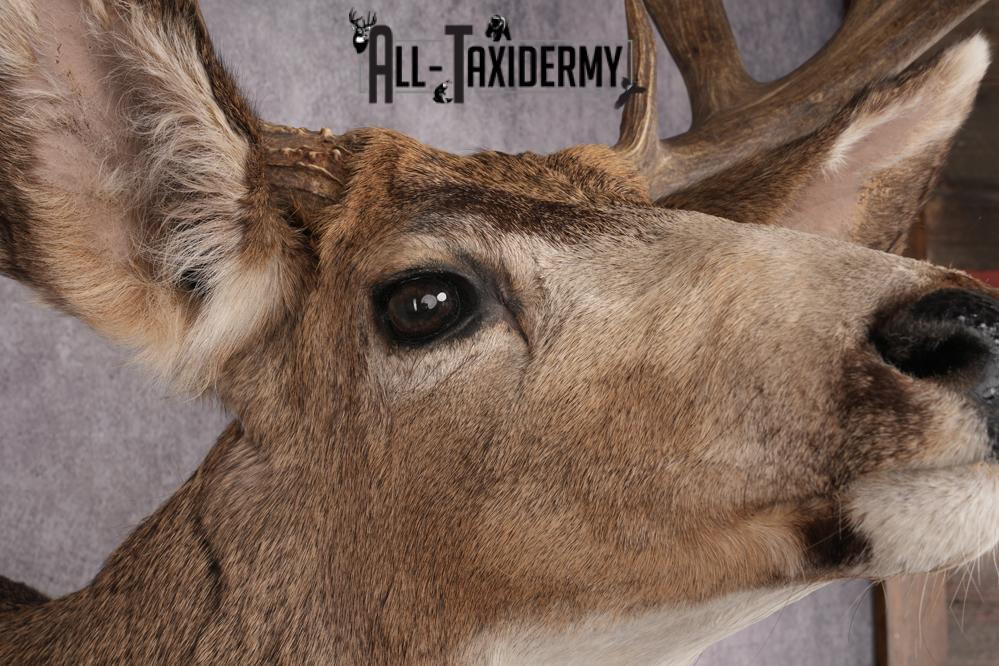 Mule Deer Shoulder Mount SKU 2902 - Image 4