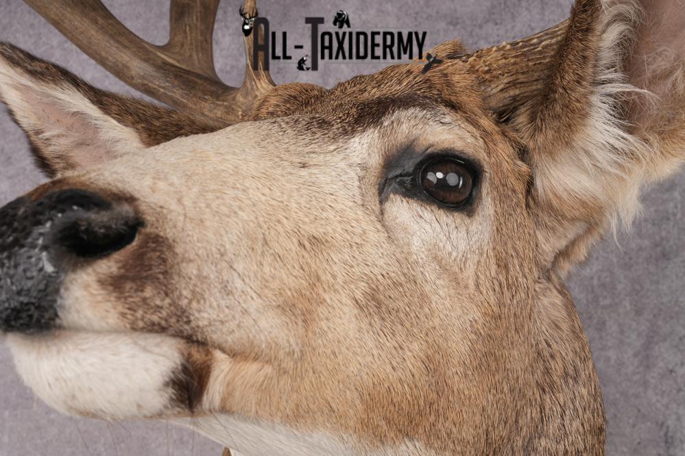 Mule Deer Shoulder Mount SKU 2902 - Image 3