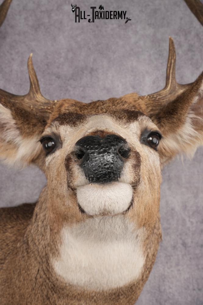 Mule Deer Shoulder Mount SKU 2902 - Image 2