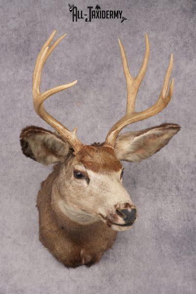 Mule Deer Taxidermy Shoulder Mount SKU 2881