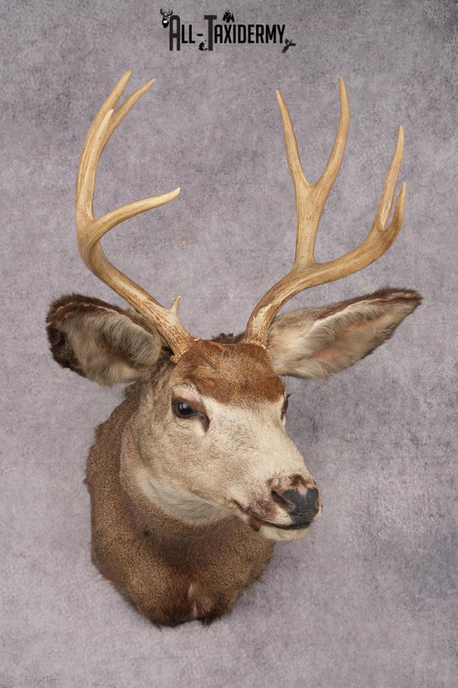 Mule Deer Taxidermy Shoulder Mount SKU 2881