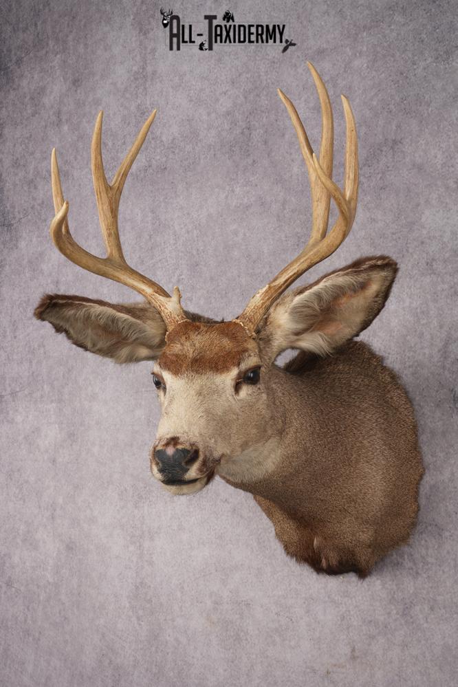 Mule Deer Taxidermy Shoulder Mount SKU 2881 - Image 5