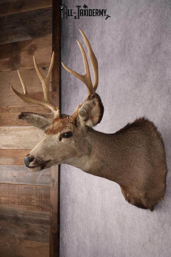 Mule Deer Taxidermy Shoulder Mount SKU 2881 - Image 4