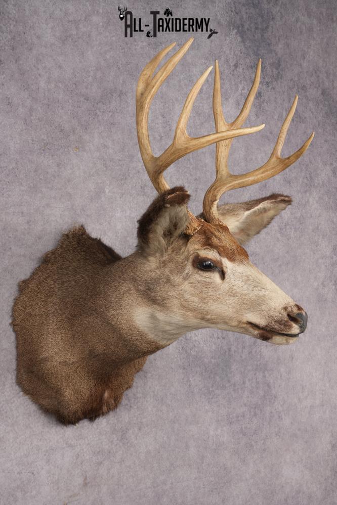 Mule Deer Taxidermy Shoulder Mount SKU 2881 - Image 3