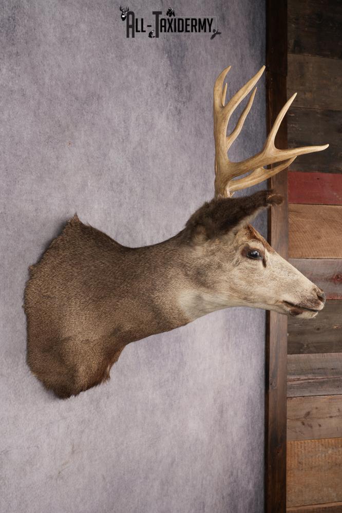 Mule Deer Taxidermy Shoulder Mount SKU 2881 - Image 2