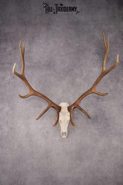 6x6 Elk Skull SKU 2834