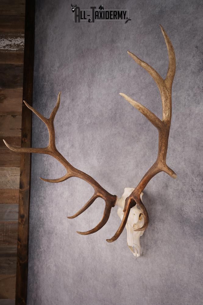 6x6 Elk Skull SKU 2834 - Image 9