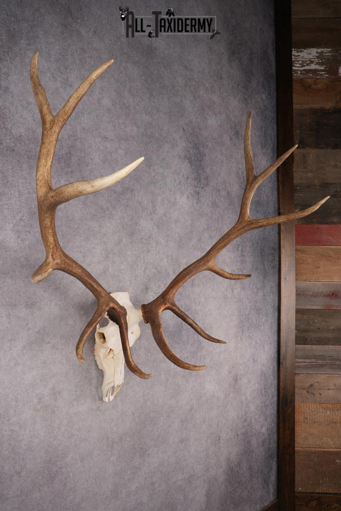 6x6 Elk Skull SKU 2834 - Image 8