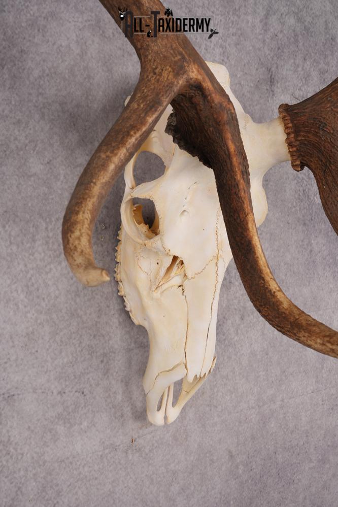 6x6 Elk Skull SKU 2834 - Image 7